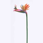 Bird of Paradise Fairy Flitty